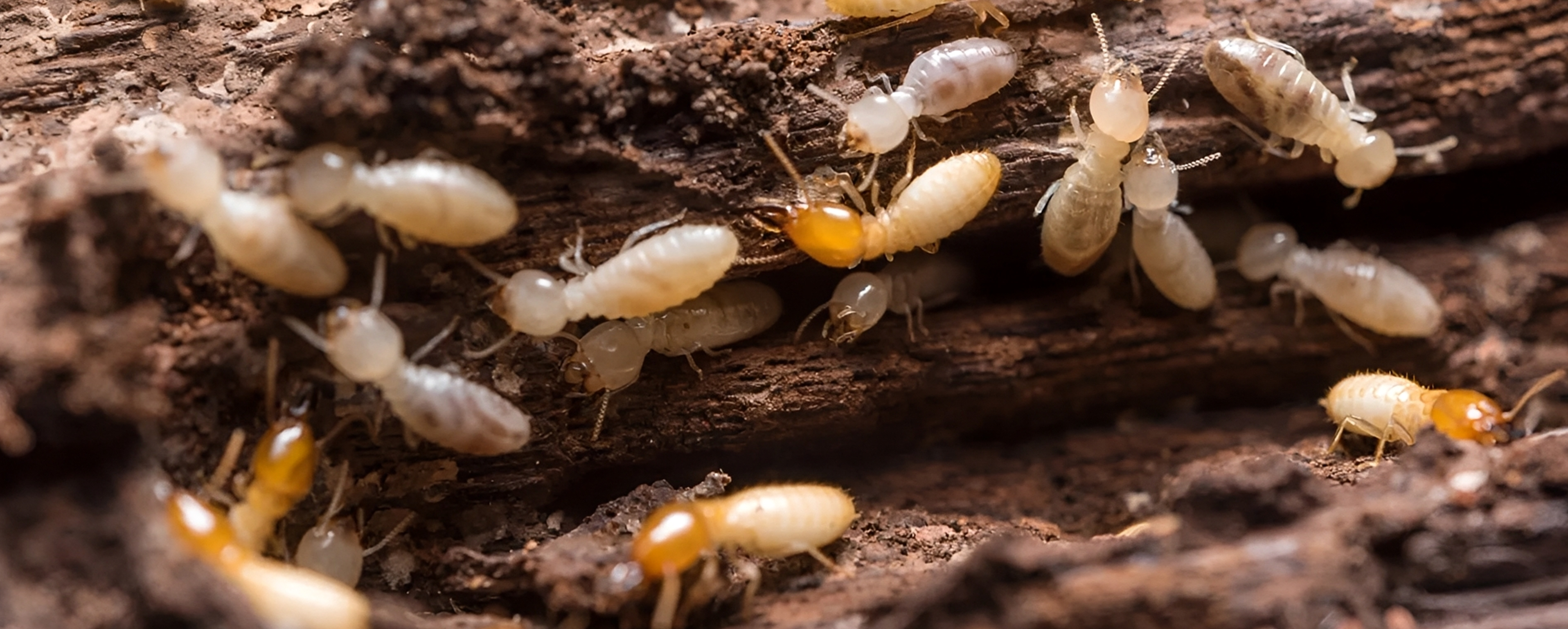 Termites crawling on decaying wood surface.